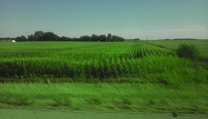 Tall green corn growing along the highway.