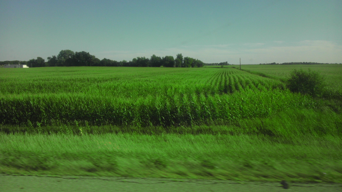Tall green corn growing along the highway.
