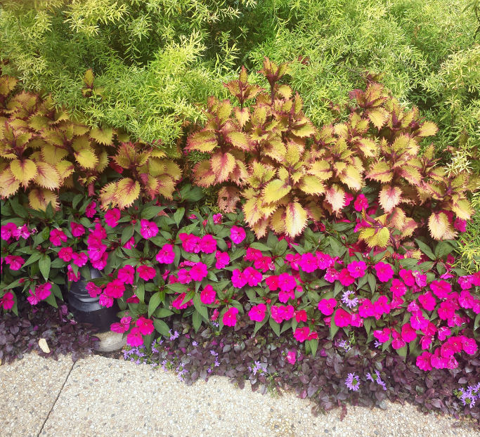 Colorful flowers and leaves with red, yellow, and green