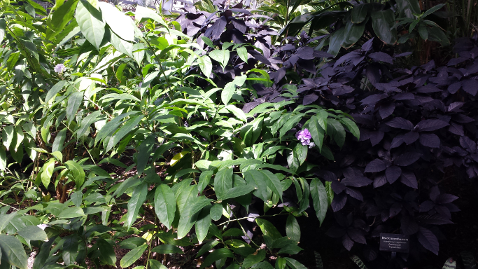 Green and dark purple (almost black) leaves with light purple flowers.