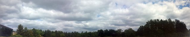 A wide image of clouds with the top half of large trees.