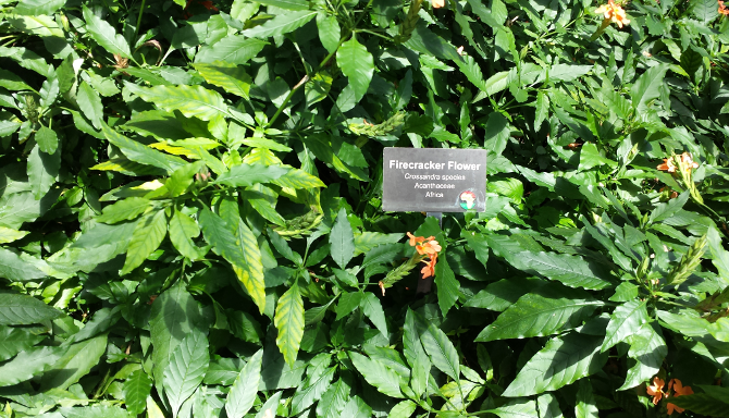 Narrow, spear-like, leaves with orange flowers.
