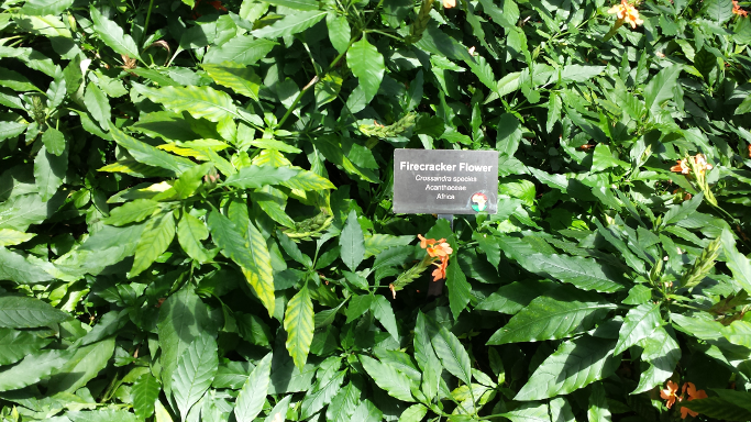 Narrow, spear-like, leaves with orange flowers.