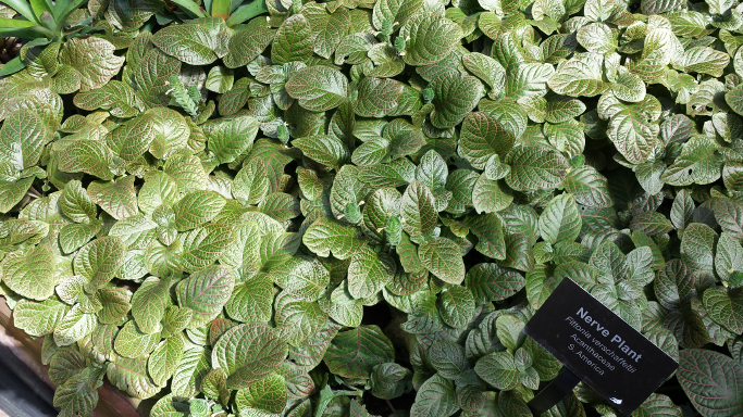 Vibrant green leaves with very visible orange-brown veins